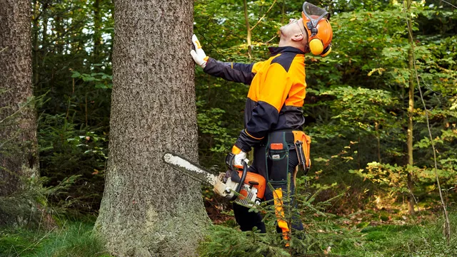 Arborstické práce, pílenie a výrub stromov