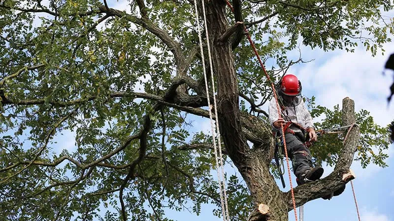 Arborista pri diagnostike stromu